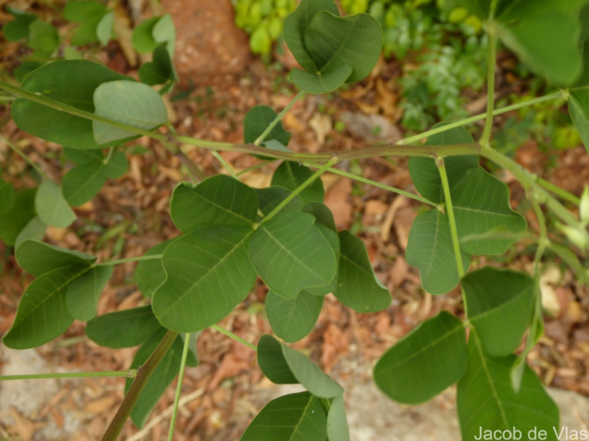 Crotalaria pallida Aiton